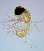 Polyphemus water flea, light micrograph