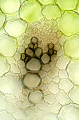 Vascular bundle in leek leaf, light micrograph