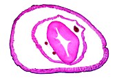 Earthworm heart region, light micrograph