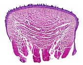 Mammalian skeletal muscle, light micrograph