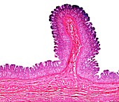 Mammal stomach wall, light micrograph