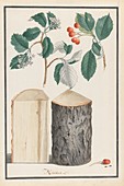 Whitebeam tree, 18th-century botanical illustration