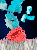 Coronavirus host cell receptor with antibodies, illustration