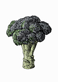 Head of broccoli, illustration