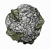 Cauliflower, illustration
