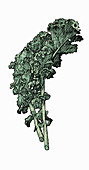 Kale leaves, illustration