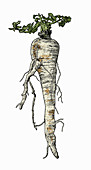 Parsnip, illustration