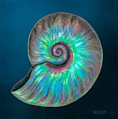 Fossil Cleoniceras besaiei ammonite, illustration