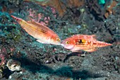 Redback ring wrasse fighting