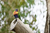 Rainbow lorikeet at nest, Brisbane, Australia