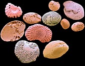 Foraminifera, SEM