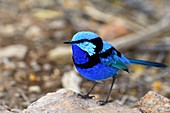 Splendid fairywren