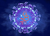 Avian flu virus, illustration