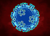 Human papillomavirus, illustration