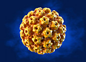 Human papillomavirus, illustration