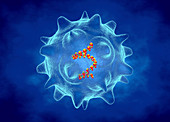 Norovirus, illustration