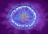 Human metapneumovirus, illustration
