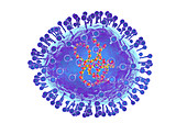Human metapneumovirus, illustration