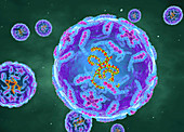 Polio viruses, illustration