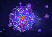 Ross river viruses, illustration