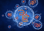 Rubella viruses, illustration
