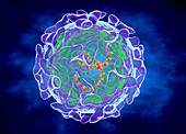 Sindbis virus, illustration