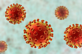 Coronavirus particles, illustration