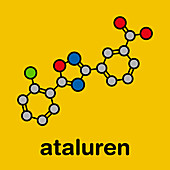 Ataluren genetic disorder drug, illustration