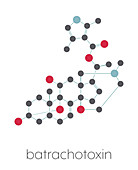 Batrachotoxin neurotoxin molecule, illustration