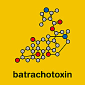 Batrachotoxin neurotoxin molecule, illustration