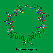 Beta-endorphin endogenous opioid peptide molecule