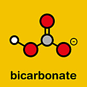 Bicarbonate anion chemical structure, illustration