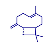 Caryophyllene molecule, illustration