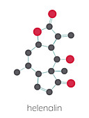 Helenalin sesquiterpene lactone molecule, illustration