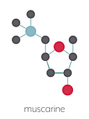 Muscarine mushroom toxin molecule, illustration