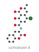 Ochratoxin A mycotoxin molecule, illustration