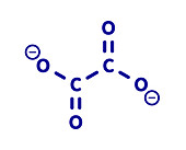 Oxalate anion chemical structure, illustration