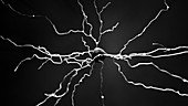 Nerve cells, illustration