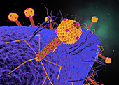 Bacteriophages attacking bacteria, illustration