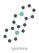 Sparteine scotch broom alkaloid molecule, illustration