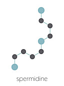 Spermidine molecule, illustration