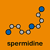 Spermidine molecule, illustration