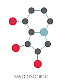 Swainsonine locoweed toxin molecule, illustration