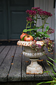 Sedum, stonecrop and pomegranates in urn