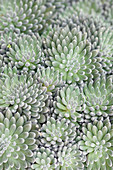 Dudleya