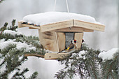 Goldfinches on snowy bird feeder resting on branch