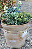 Container planted with hellebore, Japanese andromeda and skimmia