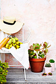 Gartenstuhl mit Bananen und Strohhut, Kakteen und Sonnenbrille
