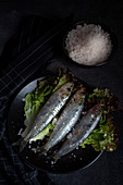 Homemade salted sardines on greens on plate