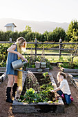 Girl watering vegetables in bed with wooden surround